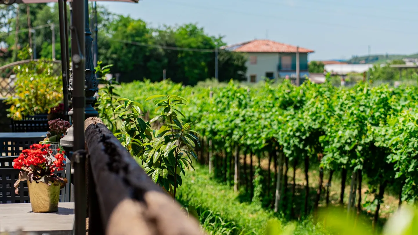 La veranda della Vecchia Rama affacciata sulle vigne di Negrar: la ringhiera in legno, gli ombrelloni e i filari al sole della Valpolicella