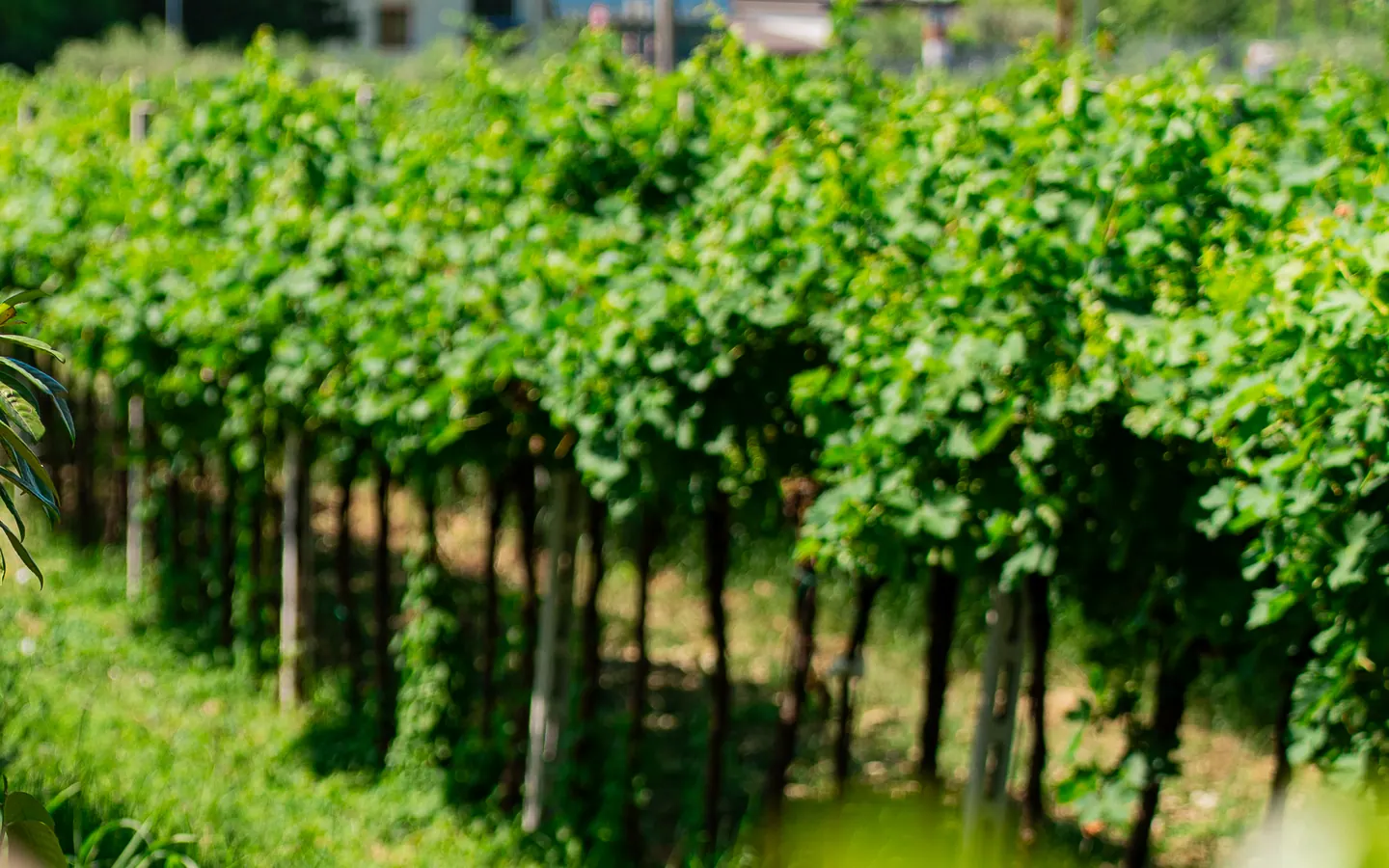 I filari di vite al sole della Valpolicella, accanto alla Vecchia Rama – Negrar